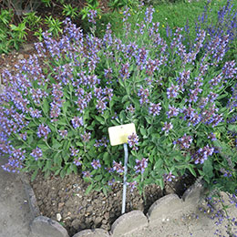 salvia officinalis